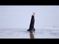 Cormorant Eating A Fish Mill Pond Centerport New York