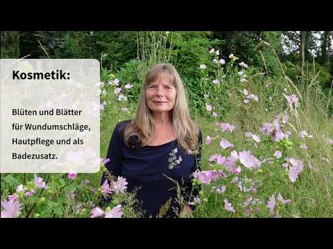 Malven (Malve moschata, sylvestris und alcea)