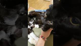 it's a cat.猫です！それを愛というべきか、、、#cat #子ネコ #kitten #保護猫 #animals #くろねこ #black #ねこのいる生活 #猫のいる暮らし