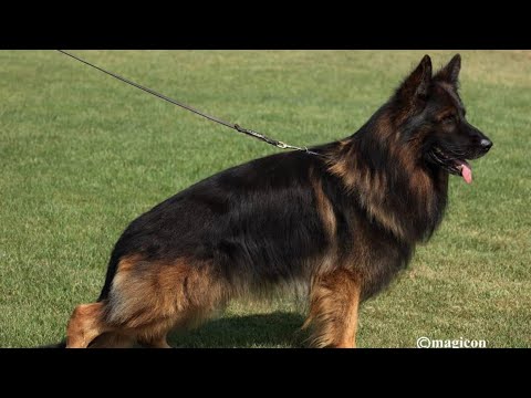 ( TSB )VA1 Sieger BSZS 2022 🥇🏆GRIZZLY  vom Herbramer-Wald