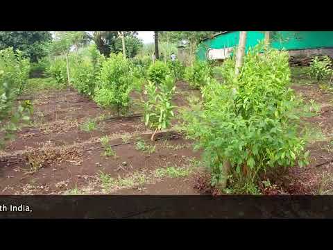 ಶ್ರೀಗಂಧದ ಕೃಷಿ ಸಲಹೆಗಳು | Sandalwood Farming tips