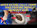 Weird And Funny Dog Pooping Moments You Can T Unsee Compilation