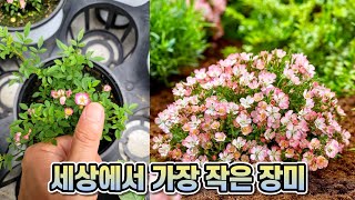 세상에서 가장 작은 장미 구경하세요!! 손톱보다 작은 초미니 장미!!