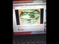 Elmo World Frog Quiz