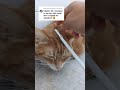 The Spicy Senior Foster Cat Loving The Petting Shorts