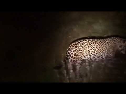 ONÇAS PINTADAS BRIGANDO - PANTANAL