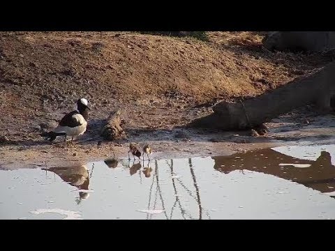 Djuma: Blacksmith Lapwing and three chicks at the pan - 06:56 - 10/06/19