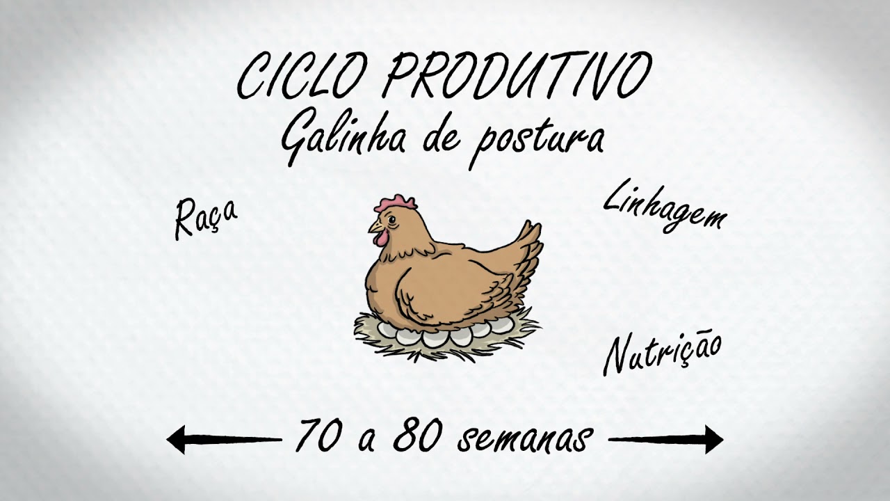 Aves de postura - Manejo