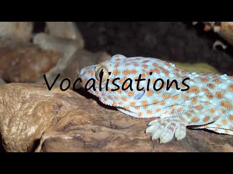 How to Pronounce Vocalisations?