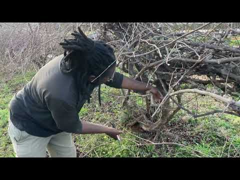 How to prune a grape vine! (Fall/Winter Fruit Tree Pruning)