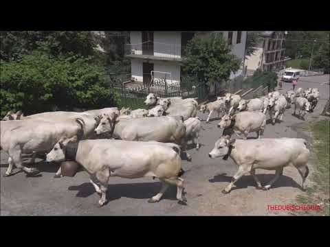 DUE TRANSUMANZE A LIMONETTO NELLA VALLE VERMENAGNA (CN) 16 -  6 - 2022. -  17 - 6 - 2023.