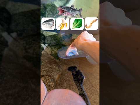 Qual item o monstro do lago irá comer?!😱 #shorts #challenge