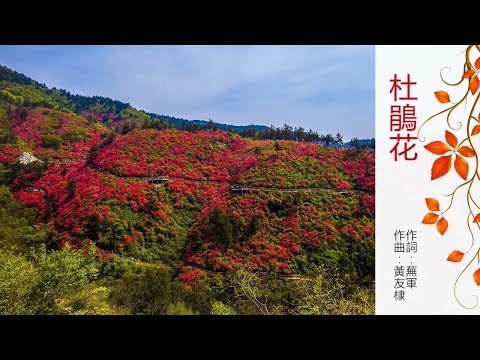 杜鵑花