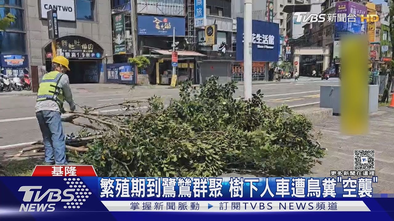田寮河畔修剪路樹　大量鷺鷥雛鳥、鳥蛋掉落