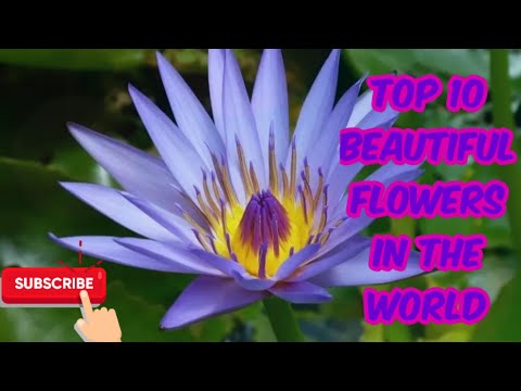 🌷Top 10 beautiful flowers in the world 🌷