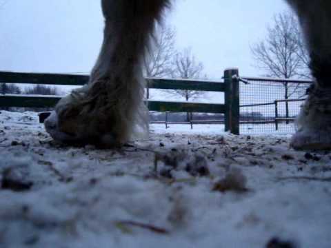 It's your day - Impressionen - ♥ Ein Wintermorgen bei den Ponies ♥