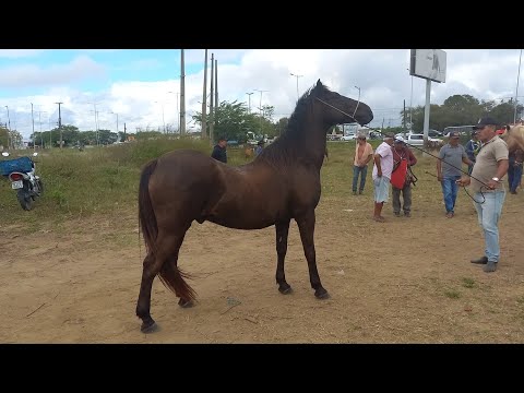 FEIRA DE CAVALOS EM CAMPINA GRANDE-PB ANIMAIS DE 800 REAIS HOJE 