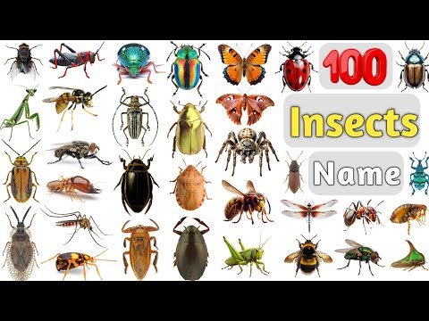 Insects Vocabulary ll 100 Common Insects Name in English With Pictures ll Beetles, Bugs, Butterfly