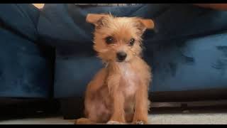 Norfolk Terrier Puppies Videos