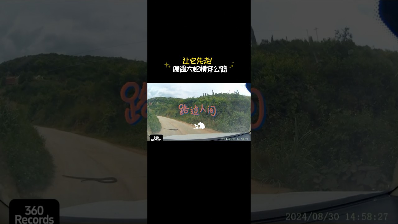 開車偶遇大蛇，讓她先行！#automobile #生活 #車 #駕駛 #行車紀錄器
