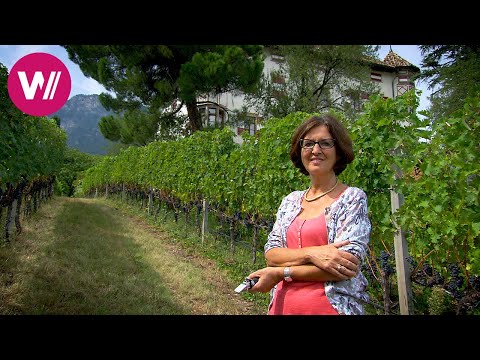 Gewürztraminer: Traditional wine from South Tyrol