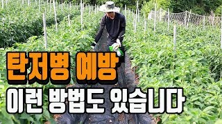 고추농사 탄저병 이걸 사용합니다