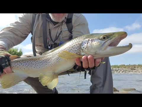 Quantity over quality - Fly fishing NZ