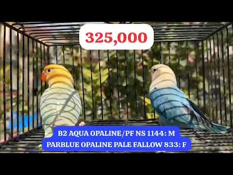 B2 Aqua Opaline Split PaleFellow Parblue Opaline - Advance PF Working - Rs.325K - Naveed Sheikh Bird
