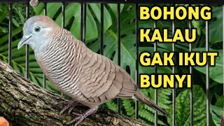Download lagu Perkutut Lokal Gacor Suara Besar Pancingan Burung Perkutut Agar Cepat Bunyi (99% AMPUH) mp3 Download lagu Perkutut Lokal Gacor Suara Besar Pancingan Burung Perkutut Agar Cepat Bunyi (99% AMPUH) mp3