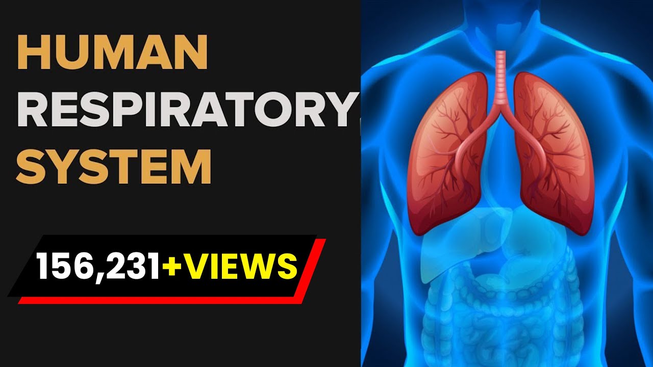 Human Respiratory System | Respiratory System Anatomy | Biology | Letstute