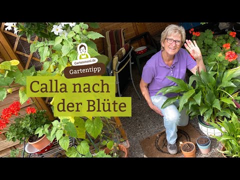 Calla lily has faded and dried out - what now? Calla lily after flowering