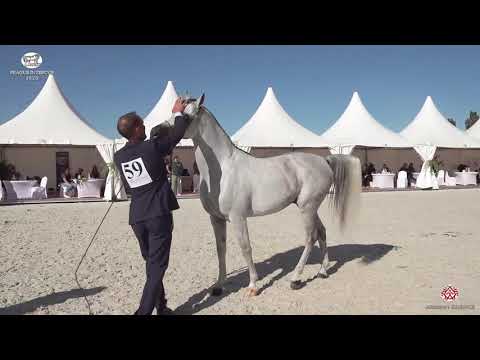 N 59 WOJ   Prague 2020   Intercup   4 6 Years Old Stallions Class 10