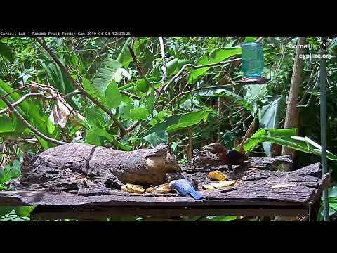 Sun-drenched Chestnut-headed Oropendola And Blue-gray Tanager – April 4, 2019