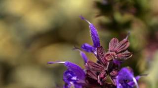 A Little Heart Lullaby