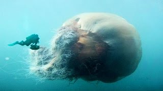 WORLD'S BIGGEST JELLYFISH?