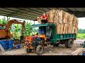 Timelapse Harvesting 1000+ Peeled Wood Logs | Use Truck to Transport Building Materials for Sell