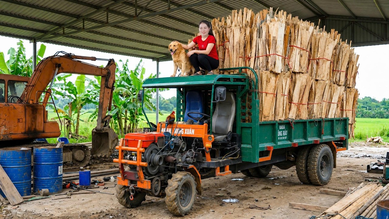Timelapse Harvesting 1000+ Peeled Wood Logs | Use Truck to Transport Building Materials for Sell