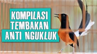 Download lagu MEMANCING GACOR dengan KOMPILASI TEMBAKAN MURAI BATU untuk MASTERAN mp3