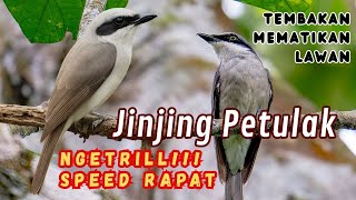 Download lagu MASTERAN BURUNG JINJING PETULAK | SPEED RAPAT, DURASI PANJANG, SUARA JERNIH ISIAN TEMBAKAN PANJANG mp3 Download lagu MASTERAN BURUNG JINJING PETULAK | SPEED RAPAT, DURASI PANJANG, SUARA JERNIH ISIAN TEMBAKAN PANJANG mp3