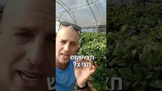 גרדניה אחת הפריחות היפות עם הריח הכי טוב בעולם