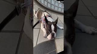 お茶目でやんちゃ🐶#情熱大陸 #shorts  #vlog　　　　　　　　　　　　　   　   "Mischievous and playful"