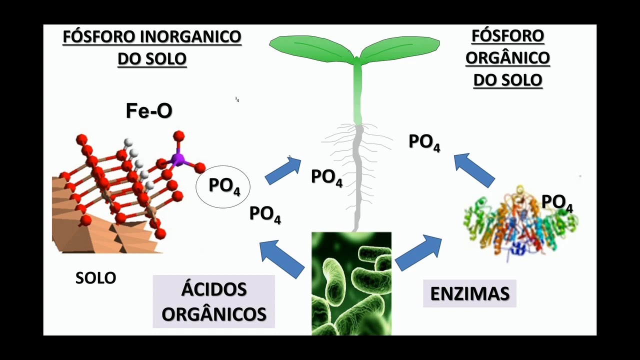 Agrotins Inoculante solubilizador de fosfato para a culturas agrícolas com microorganismos tropicais