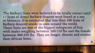 preview picture of video 'Bengal Tiger & Barbary Lions at The Texas Zoo in Victoria, TX'