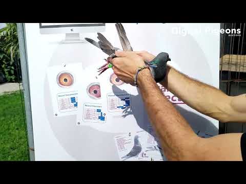 IT-349245-23 - OLR MILAN BEST PIGEONS SUMMER EDITION 23-24 - 4° FINAL RACE - 3° ACE PIGEON