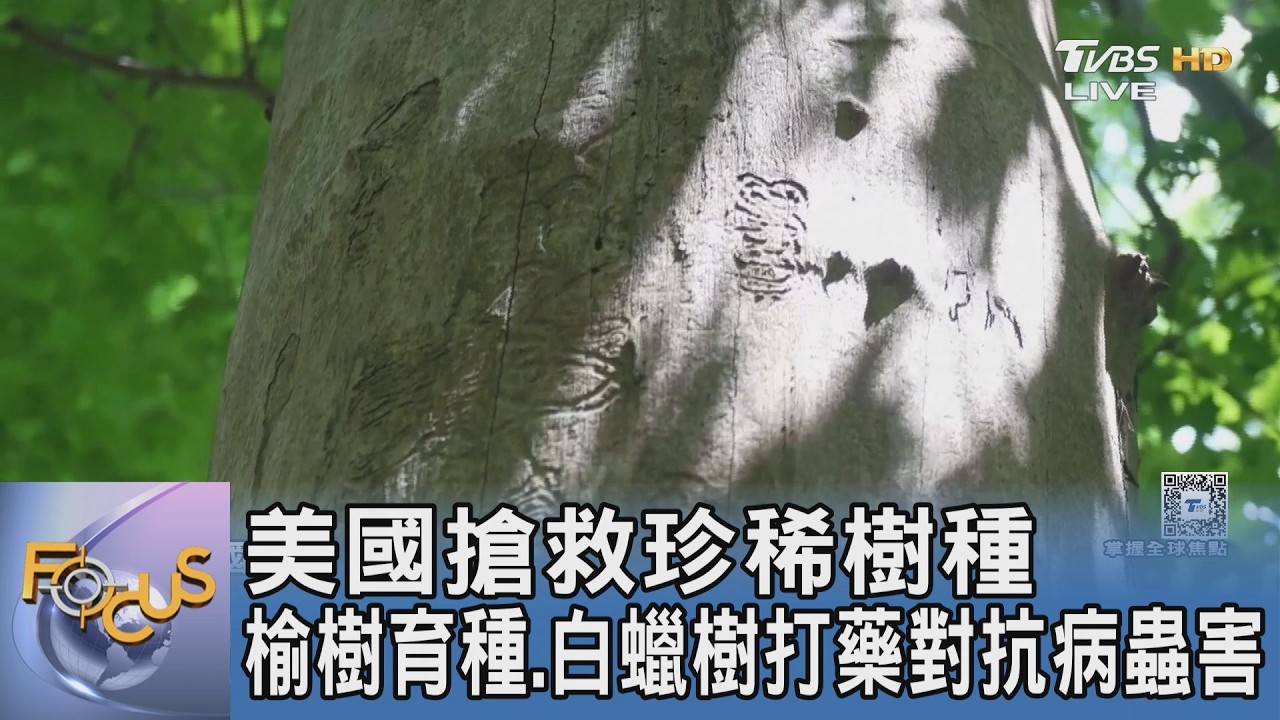 極端氣候加劇病蟲害！美國珍稀樹種瀕滅絕 專家打藥、培育「抗體樹」搶救森林
