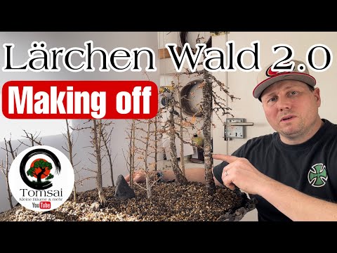 Lärchen Wald 2.0 , Building a Larch Forest Bonsai 14/23
