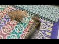 Orange Cat Vs Tabby Cat Cat Meow Angrycat