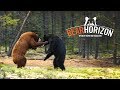 Traditional Wilderness | Saskatchewan Bear Hunt | Bear Horizon
