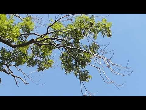 Niebezpieczne jesiony