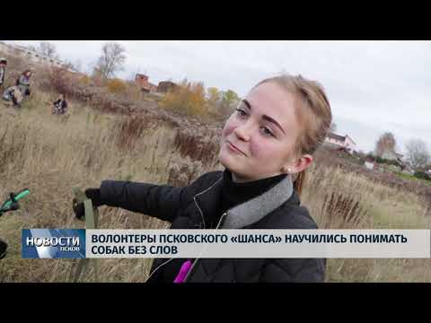 21.10.2019 / Волонтеры псковского «Шанса» научились понимать собак без слов